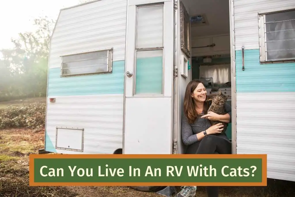 Live In An RV With Cats