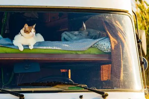 Live in an RV with cats