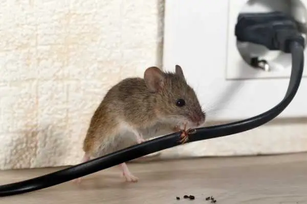 Mice In RV Underbelly