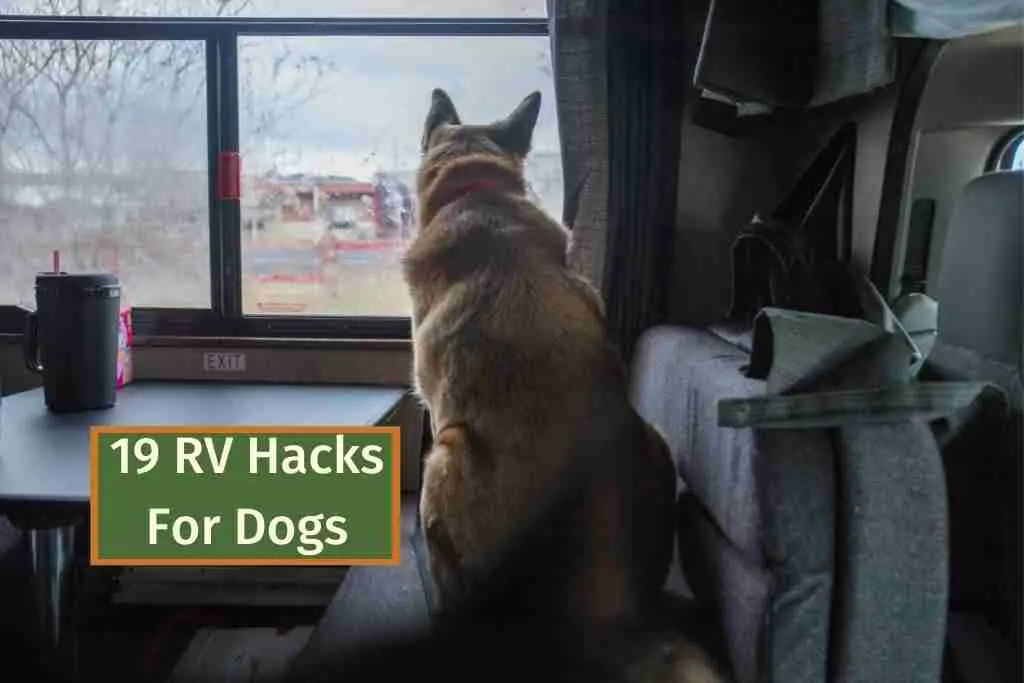 19 RV Hacks For Dogs
